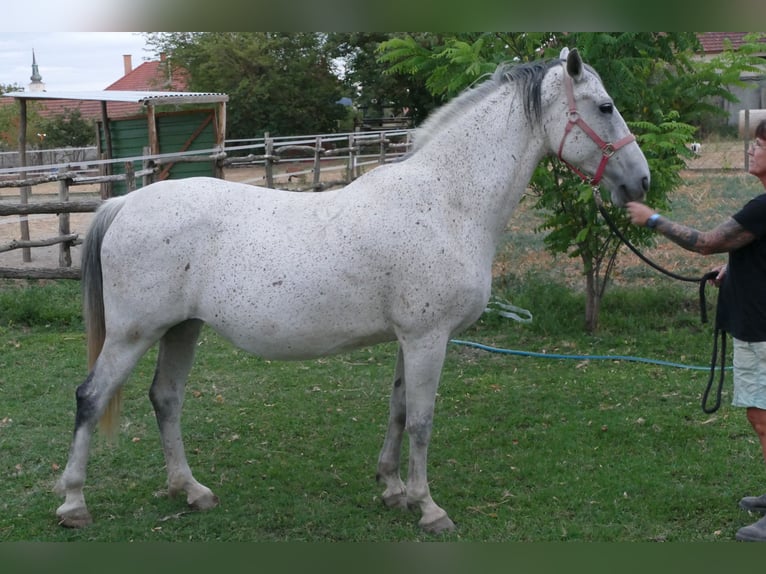 Lipizzano Giumenta 11 Anni 165 cm Grigio in Fülöpszállás
