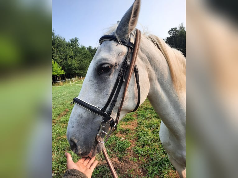 Lipizzano Giumenta 12 Anni 152 cm Grigio in La selle craonnaise