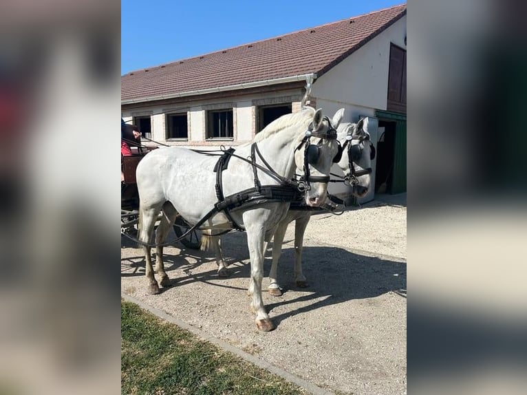 Lipizzano Mix Giumenta 12 Anni 160 cm Bianco in Tass