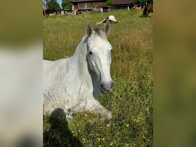 Lipizzano Mix Giumenta 12 Anni 170 cm Grigio in Meggenhofen