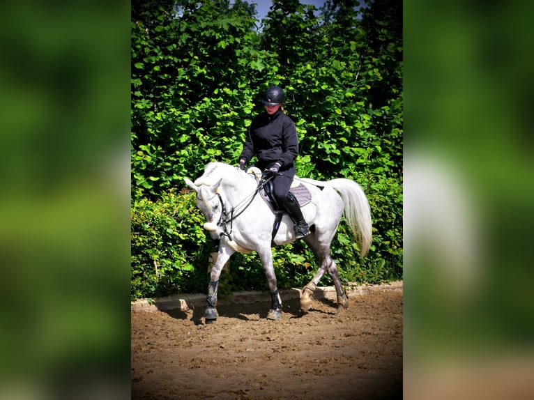 Lipizzano Giumenta 13 Anni 155 cm Grigio trotinato in Ronnenberg