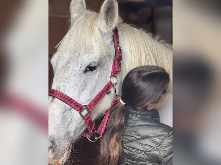 Lipizzano Giumenta 13 Anni Bianco in Banja Luka