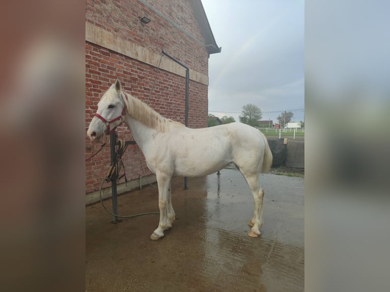 Lipizzano Giumenta 13 Anni Bianco in Banja Luka