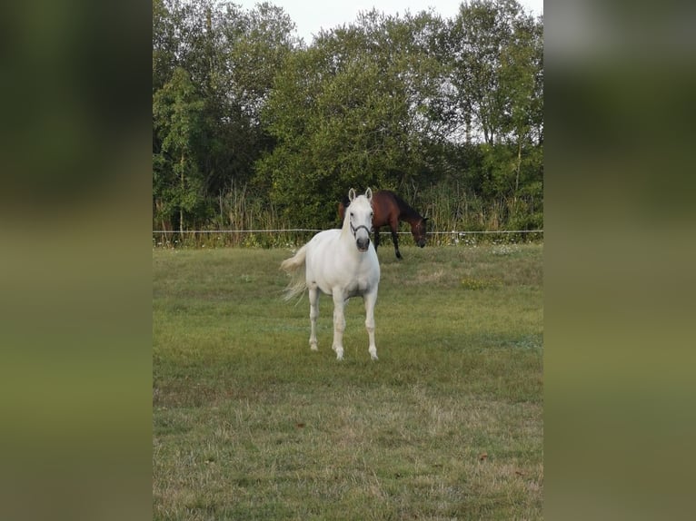 Lipizzano Giumenta 15 Anni 160 cm Grigio in challans