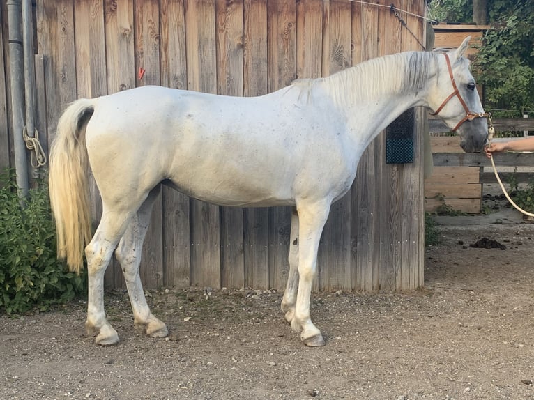 Lipizzano Giumenta 16 Anni 148 cm Grigio in Sieghartskirchen
