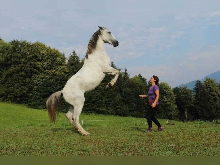 Lipizzano Giumenta 16 Anni 163 cm Grigio in Kamnik