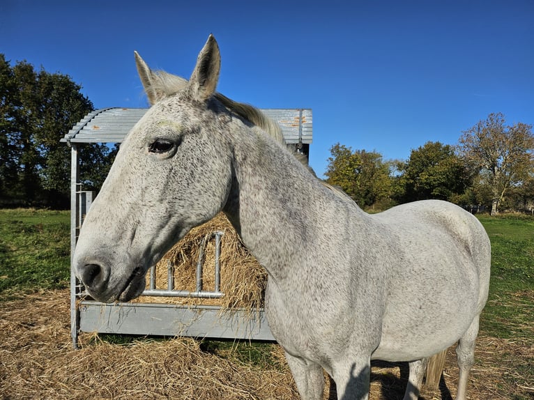Lipizzano Giumenta 17 Anni Grigio in Hauteville sur mer Lipizzano Giumenta 17 Anni Grigio in Hauteville sur mer