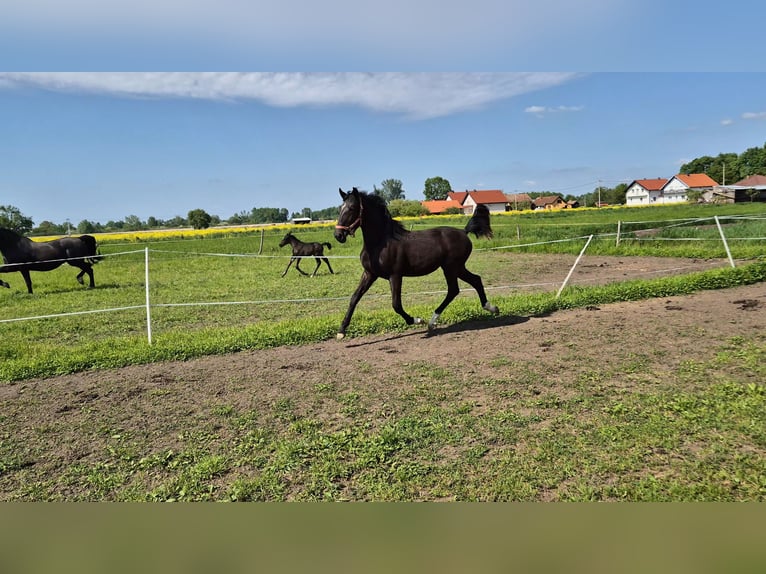 Lipizzano Giumenta 1 Anno 165 cm Morello in Strizivojna
