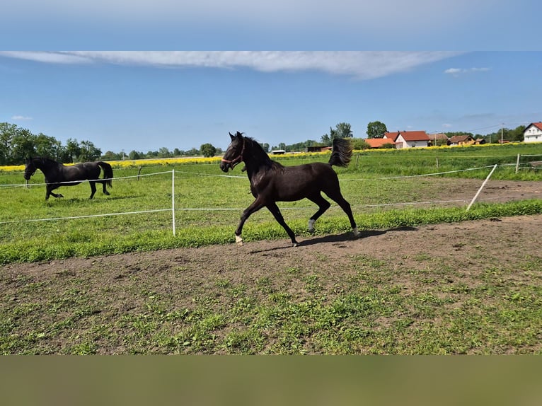 Lipizzano Giumenta 1 Anno 165 cm Morello in Strizivojna