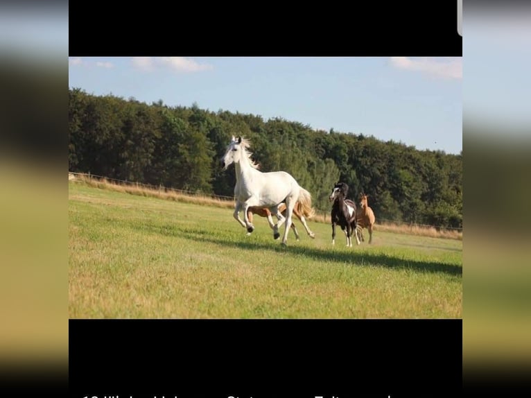 Lipizzano Giumenta 21 Anni 155 cm Grigio in Leidersbach