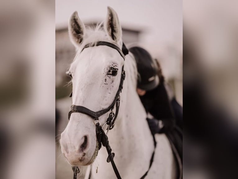 Lipizzano Giumenta 24 Anni 160 cm Grigio in Ebreichsdorf