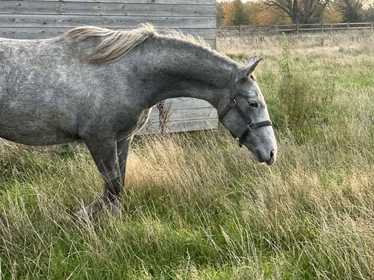 Lipizzano Giumenta 2 Anni 130 cm Grigio in Ruddervoorde