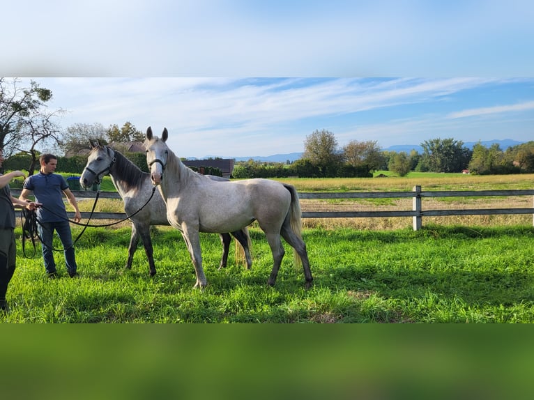 Lipizzano Giumenta 2 Anni 156 cm Grigio in Šentjernej