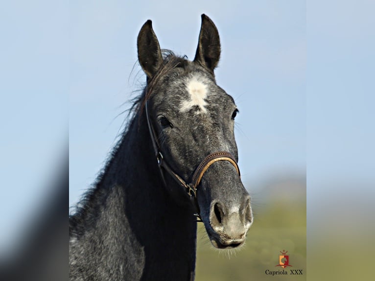 Lipizzano Giumenta 2 Anni 158 cm Grigio in Trnovska vas