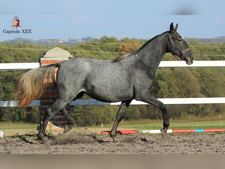 Lipizzano Giumenta 2 Anni 158 cm Grigio in Trnovska vas