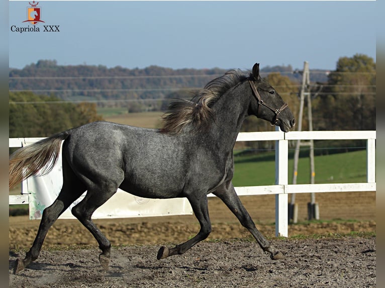 Lipizzano Giumenta 2 Anni 158 cm Grigio in Trnovska vas