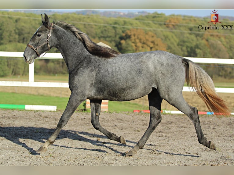 Lipizzano Giumenta 2 Anni 158 cm Grigio in Trnovska vas