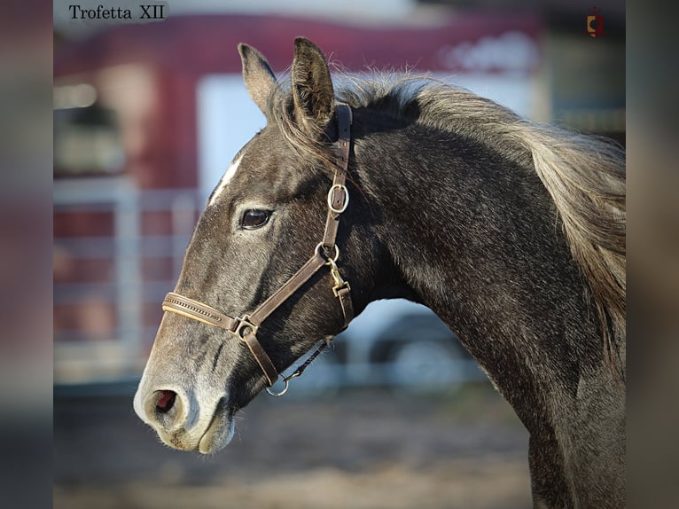 Lipizzano Giumenta 2 Anni 160 cm Grigio in Trnovska vas