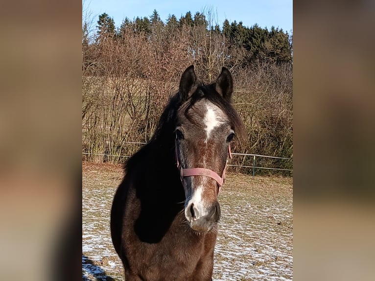 Lipizzano Giumenta 2 Anni Può diventare grigio in Mehrnbach