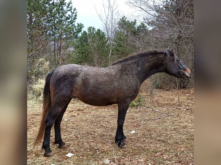 Lipizzano Giumenta 3 Anni 147 cm Grigio in Kozina