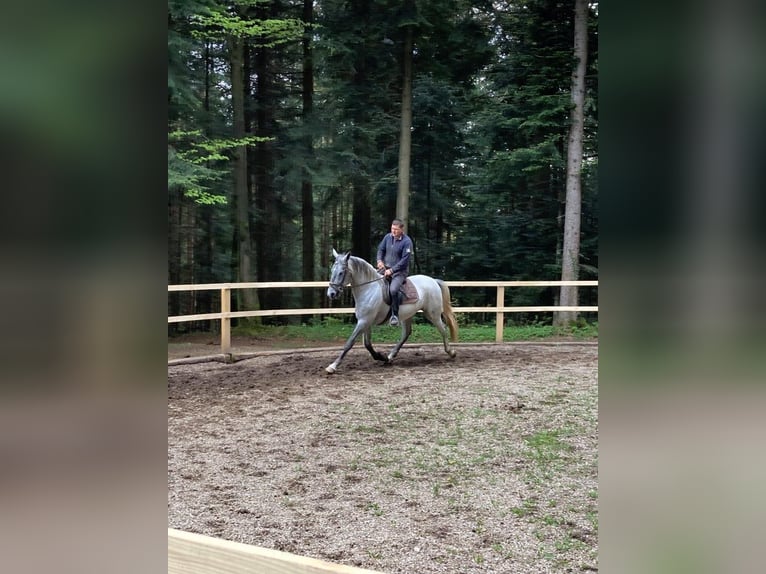 Lipizzano Giumenta 3 Anni 162 cm Grigio in radovljica