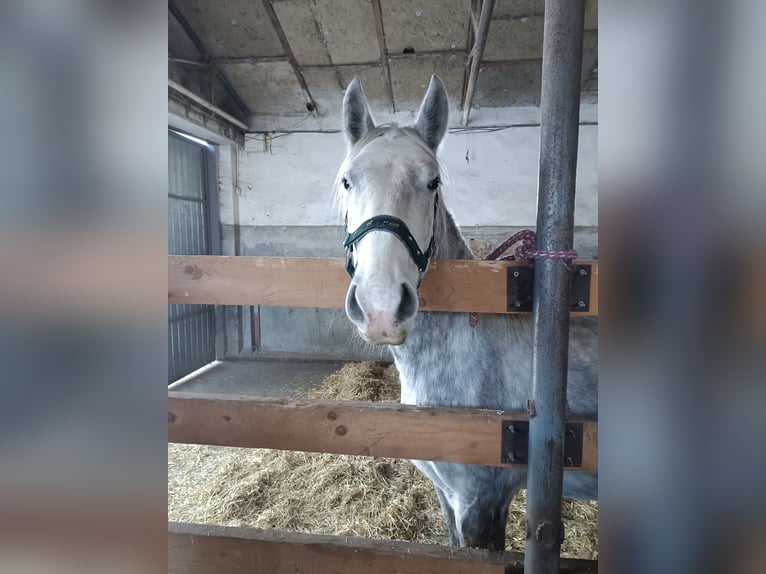 Lipizzano Giumenta 3 Anni Grigio in Fischamend-Dorf