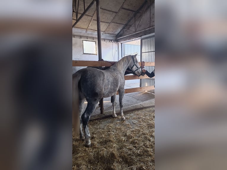 Lipizzano Giumenta 3 Anni Grigio in Fischamend-Dorf