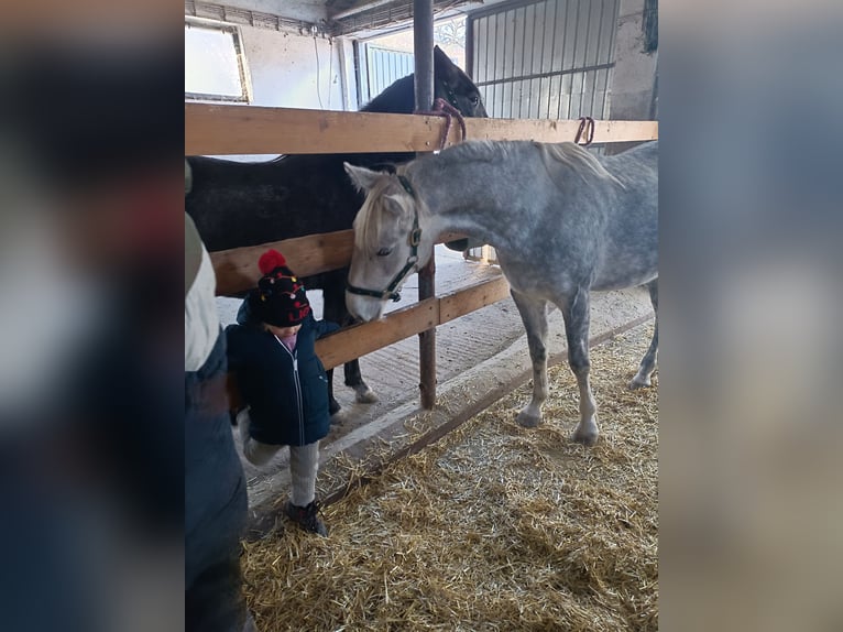 Lipizzano Giumenta 3 Anni Grigio in Fischamend-Dorf