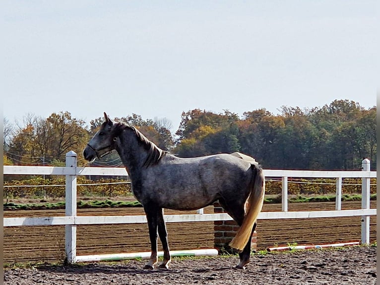 Lipizzano Giumenta 4 Anni 152 cm Grigio in Trnovska vas