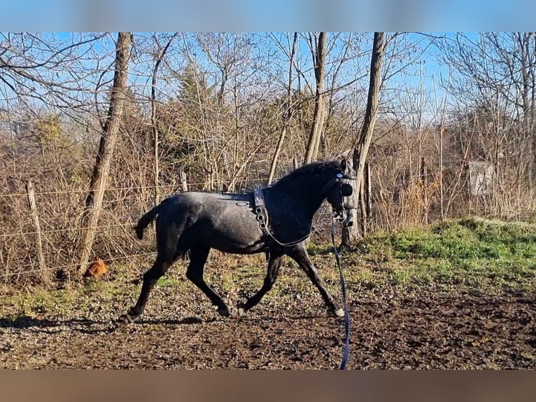 Lipizzano Giumenta 4 Anni 173 cm Grigio in Tordas