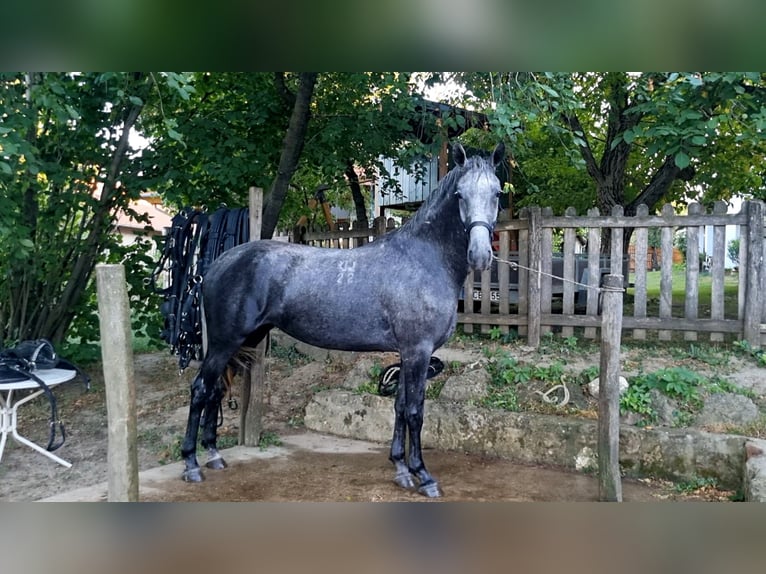 Lipizzano Giumenta 4 Anni 173 cm Grigio in Tordas
