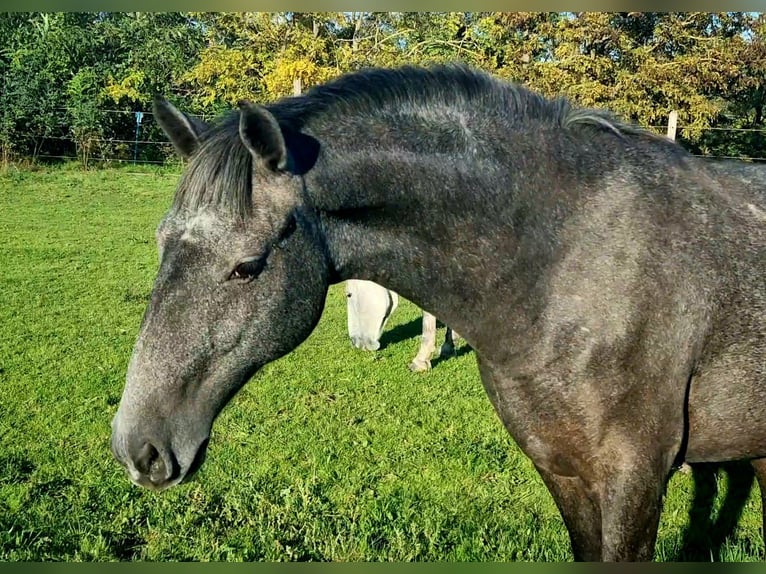 Lipizzano Giumenta 4 Anni 173 cm Grigio in Tordas