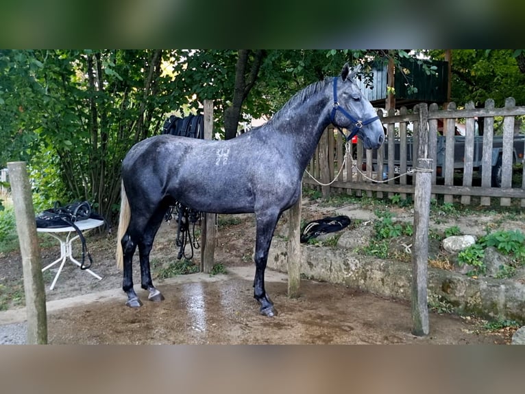 Lipizzano Giumenta 4 Anni 173 cm Grigio in Tordas