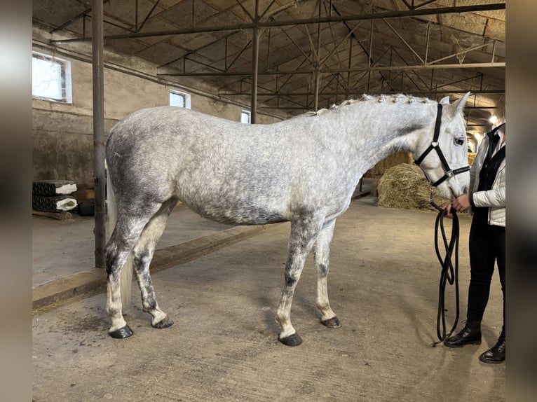 Lipizzano Giumenta 4 Anni  in Fischamend