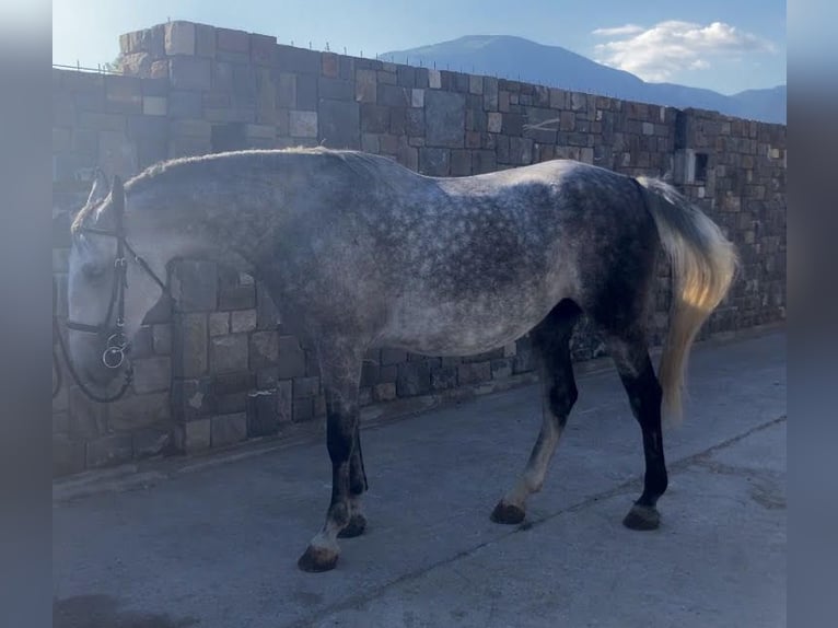 Lipizzano Giumenta 5 Anni 164 cm Grigio in Ajdovščina