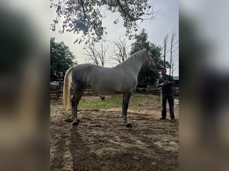Lipizzano Giumenta 5 Anni 170 cm Grigio pezzato in Kiskunhalas