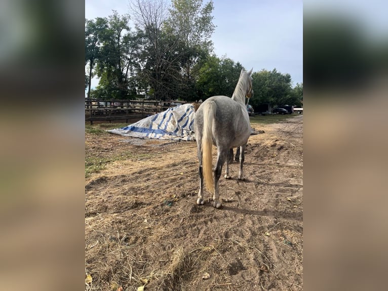 Lipizzano Giumenta 5 Anni 170 cm Grigio pezzato in Kiskunhalas