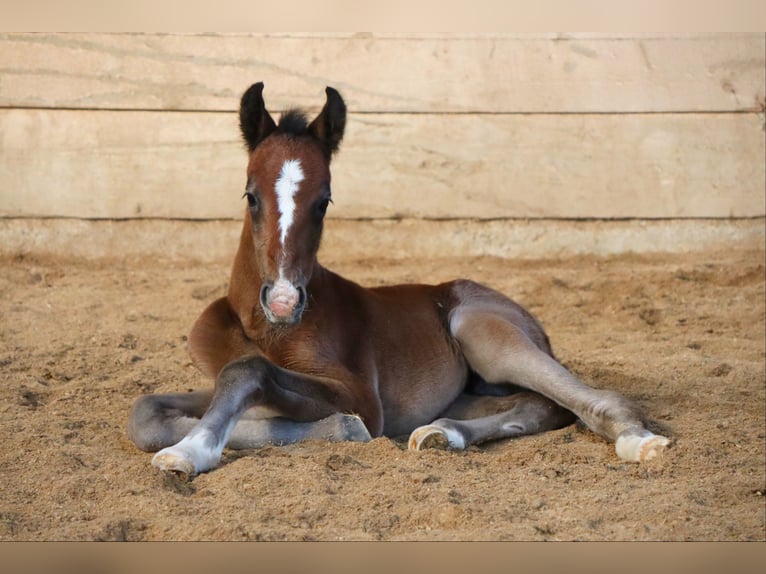 Lipizzano Giumenta 7 Anni 154 cm Grigio in Gernsbach