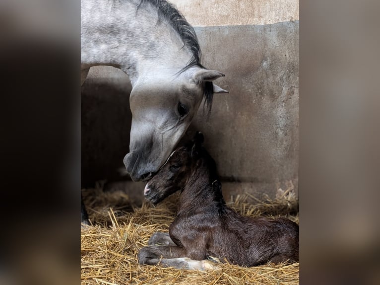 Lipizzano Giumenta 7 Anni 154 cm Grigio in Gernsbach
