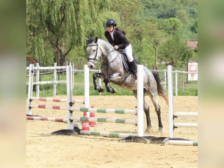 Lipizzano Mix Giumenta 7 Anni 160 cm Grigio pezzato in Satulung