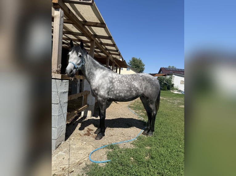 Lipizzano Mix Giumenta 7 Anni 160 cm Grigio pezzato in Satulung