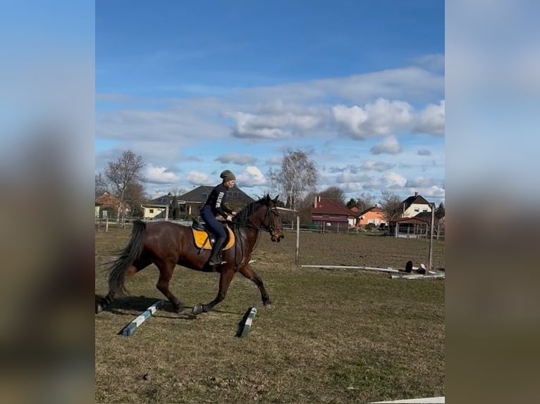 Lipizzano Giumenta 7 Anni 165 cm Baio in Mezőörs