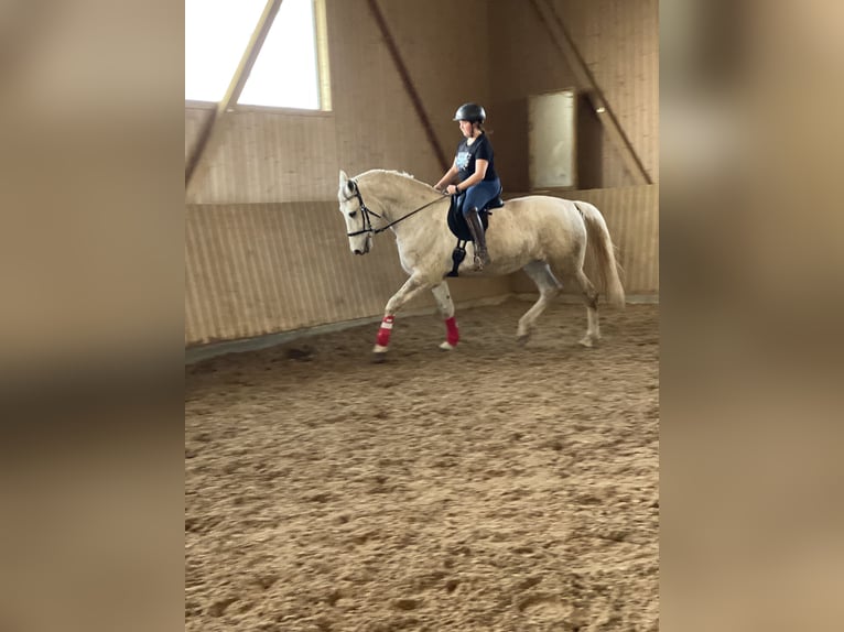 Lipizzano Giumenta 7 Anni 172 cm Grigio in ÜberlingenÜberlingen