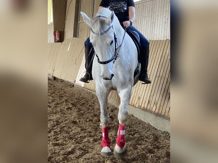 Lipizzano Giumenta 7 Anni 172 cm Grigio in ÜberlingenÜberlingen