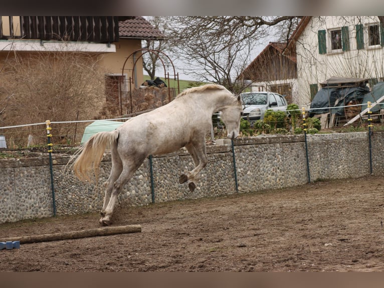 Lipizzano Giumenta 7 Anni 172 cm Grigio in ÜberlingenÜberlingen