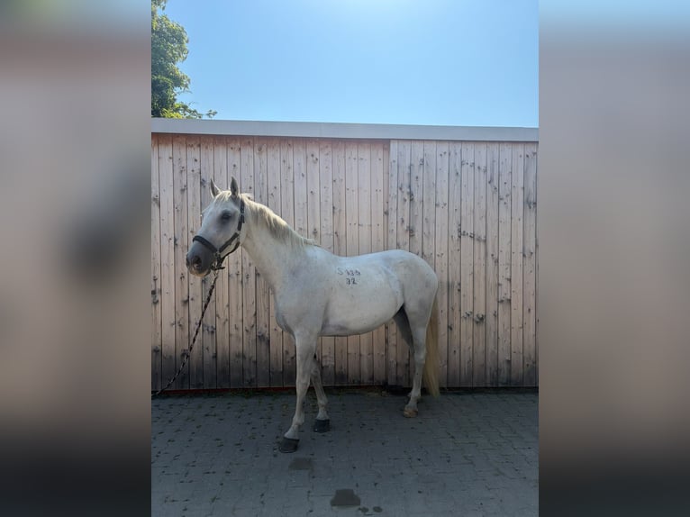 Lipizzano Giumenta 8 Anni 155 cm Grigio in Aderklaa