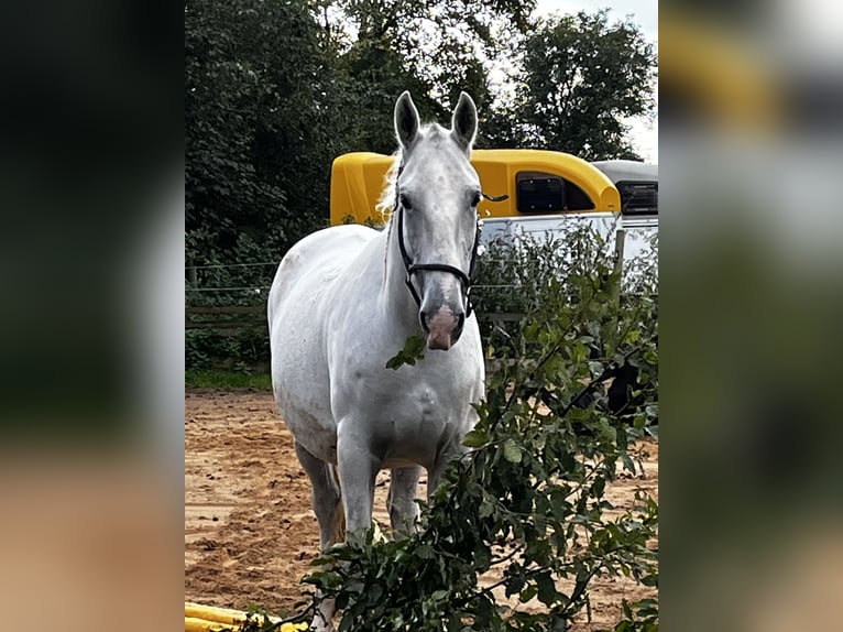 Lipizzano Giumenta 8 Anni 162 cm Grigio in Oberzent