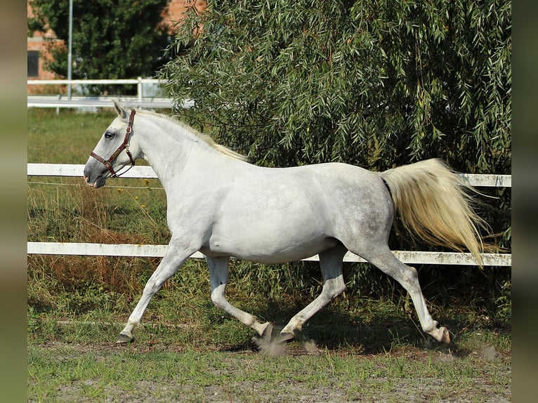 Lipizzano Giumenta 8 Anni Grigio in Trnovska vas