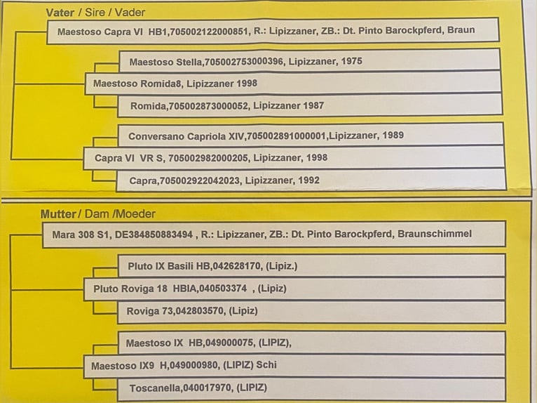 Lipizzano Giumenta 9 Anni 148 cm Bianco in Billerbeck