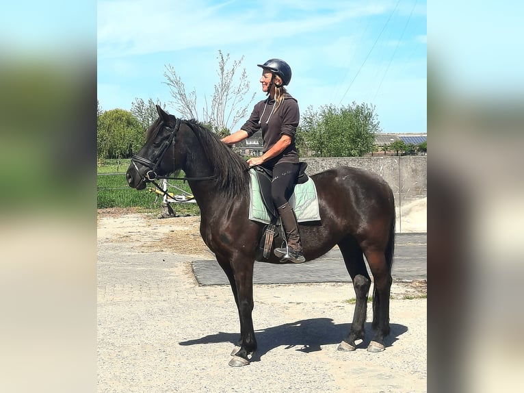 Lipizzano Giumenta 9 Anni 153 cm Baio scuro in Nieuwegein